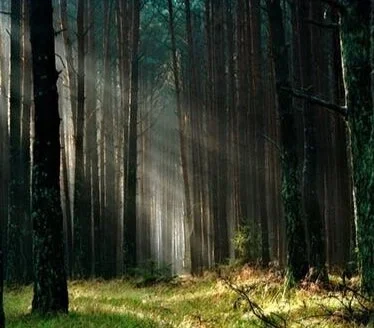 forest-the-sun-morning-tucholskie-158251.jpg