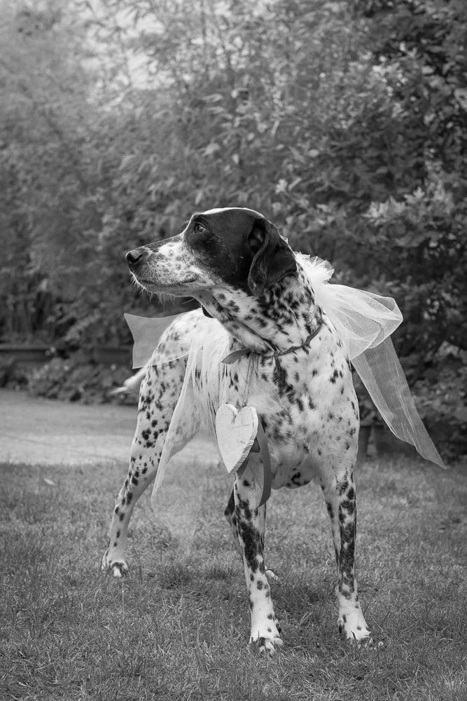 wedding-pet-portrait-b&w-inreverie.jpg