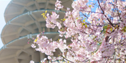 Northern California Cherry Blossom Festival