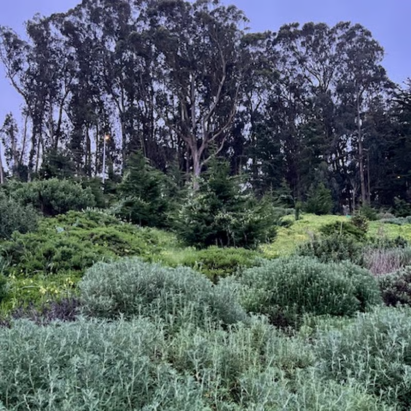 PHRA June Social Lunchtime Walk - The Presidio