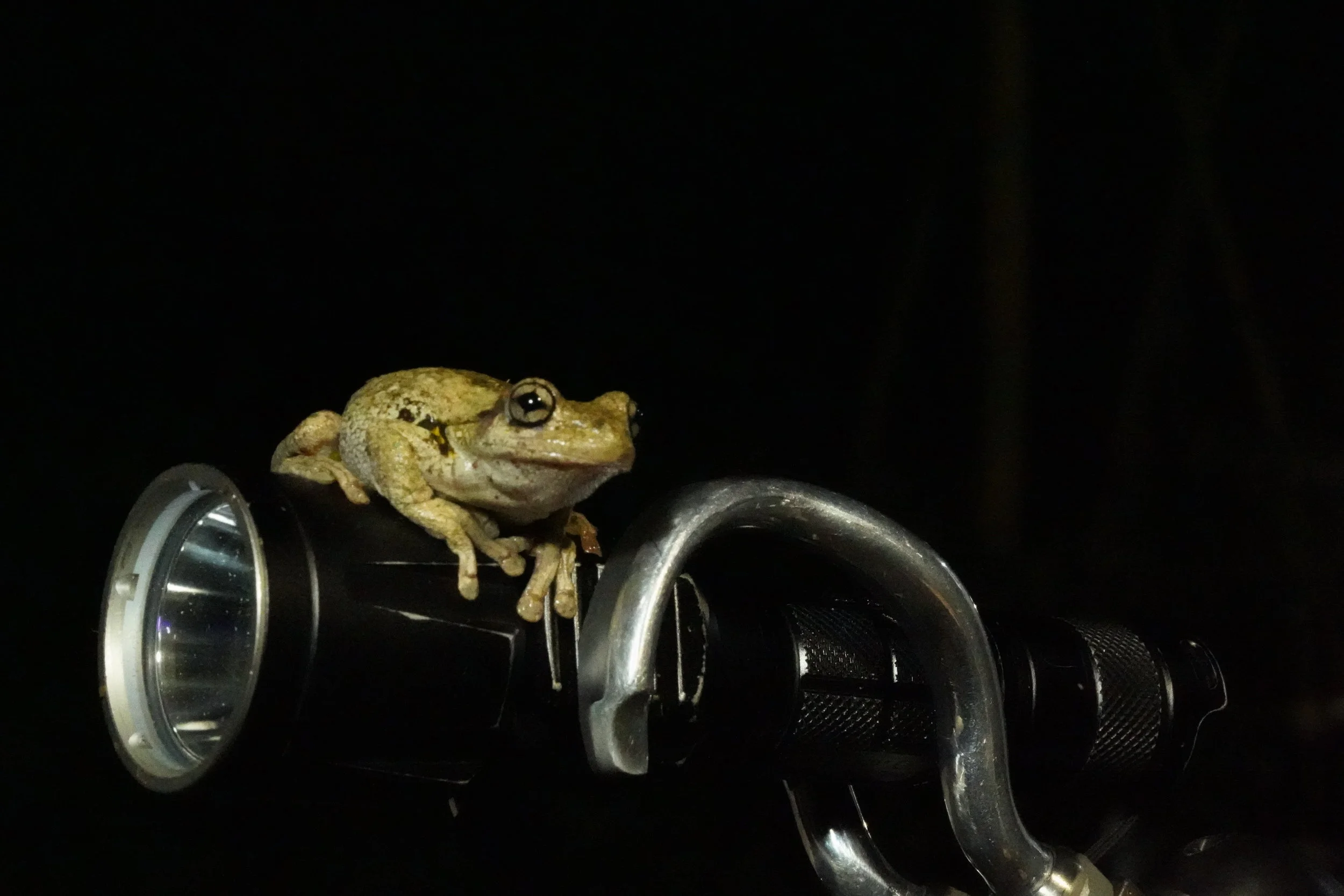 Perons Tree Frog on Hook.JPG