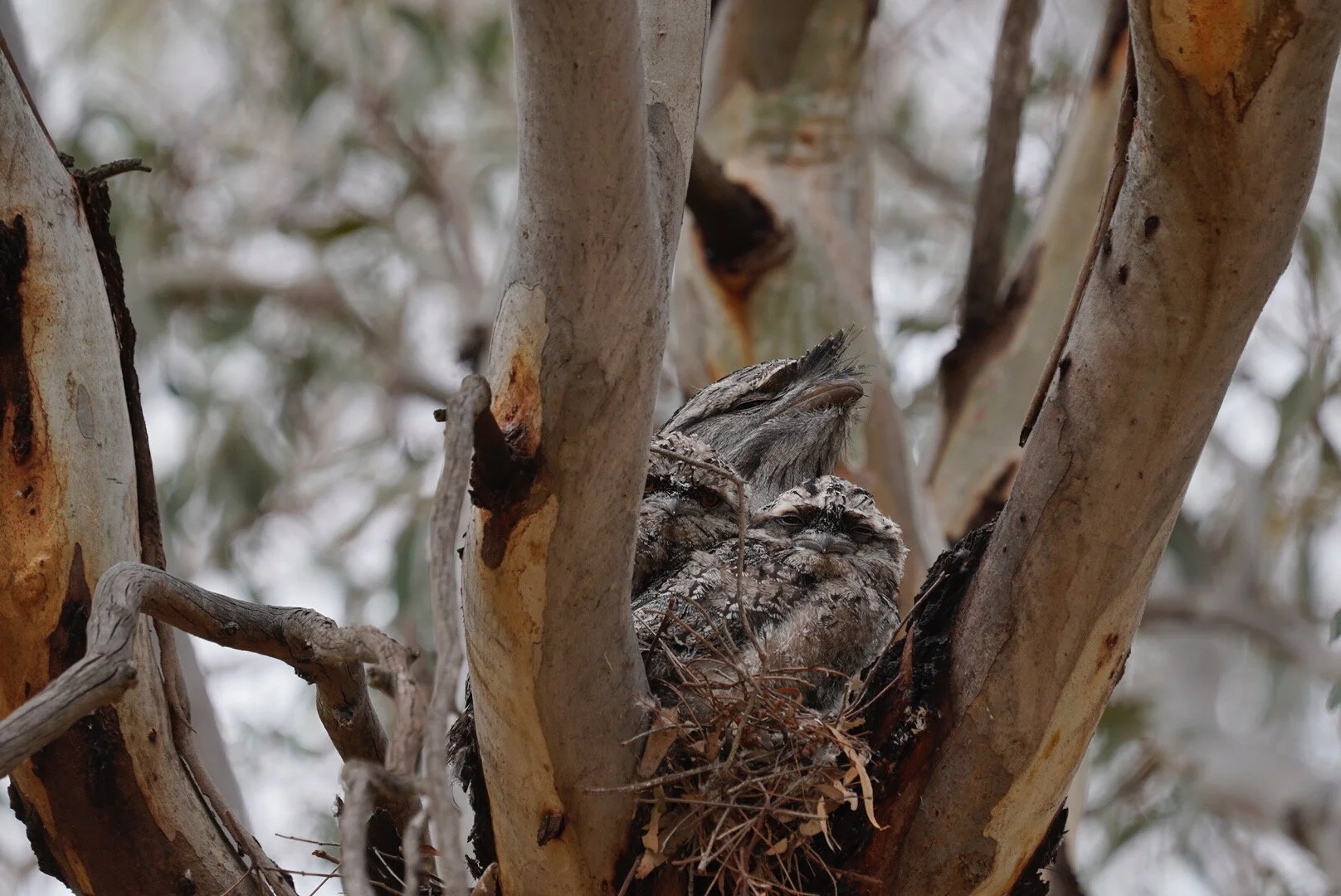 Tawny on Nest .jpeg