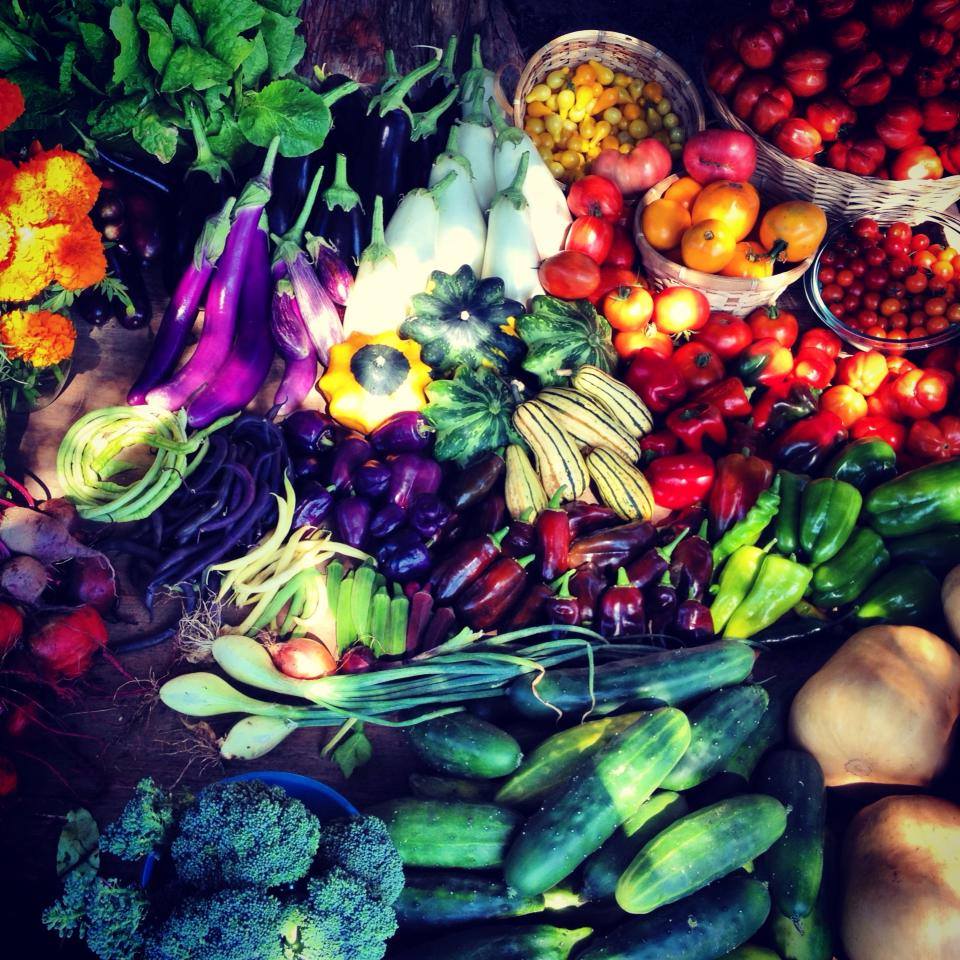 Swag Project- food harvest.jpg