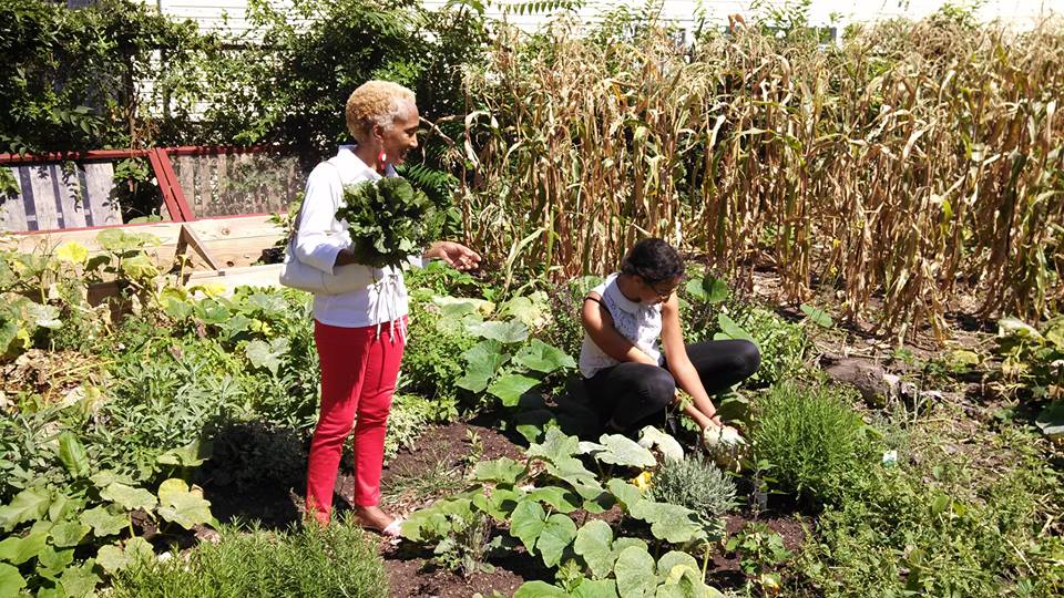 Swag Project- harvest.jpg