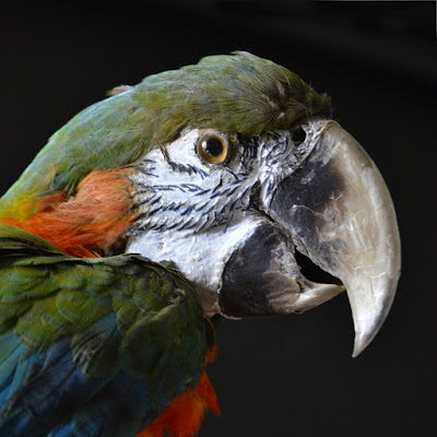 decorative collective macaw.jpg