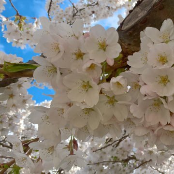 cherry blossoms.jpg