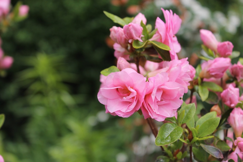 Fort Tryon Park flowers