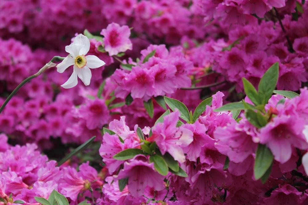 Fort Tryon Park flowers