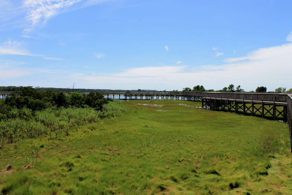 Marsh hike at Assateague Island