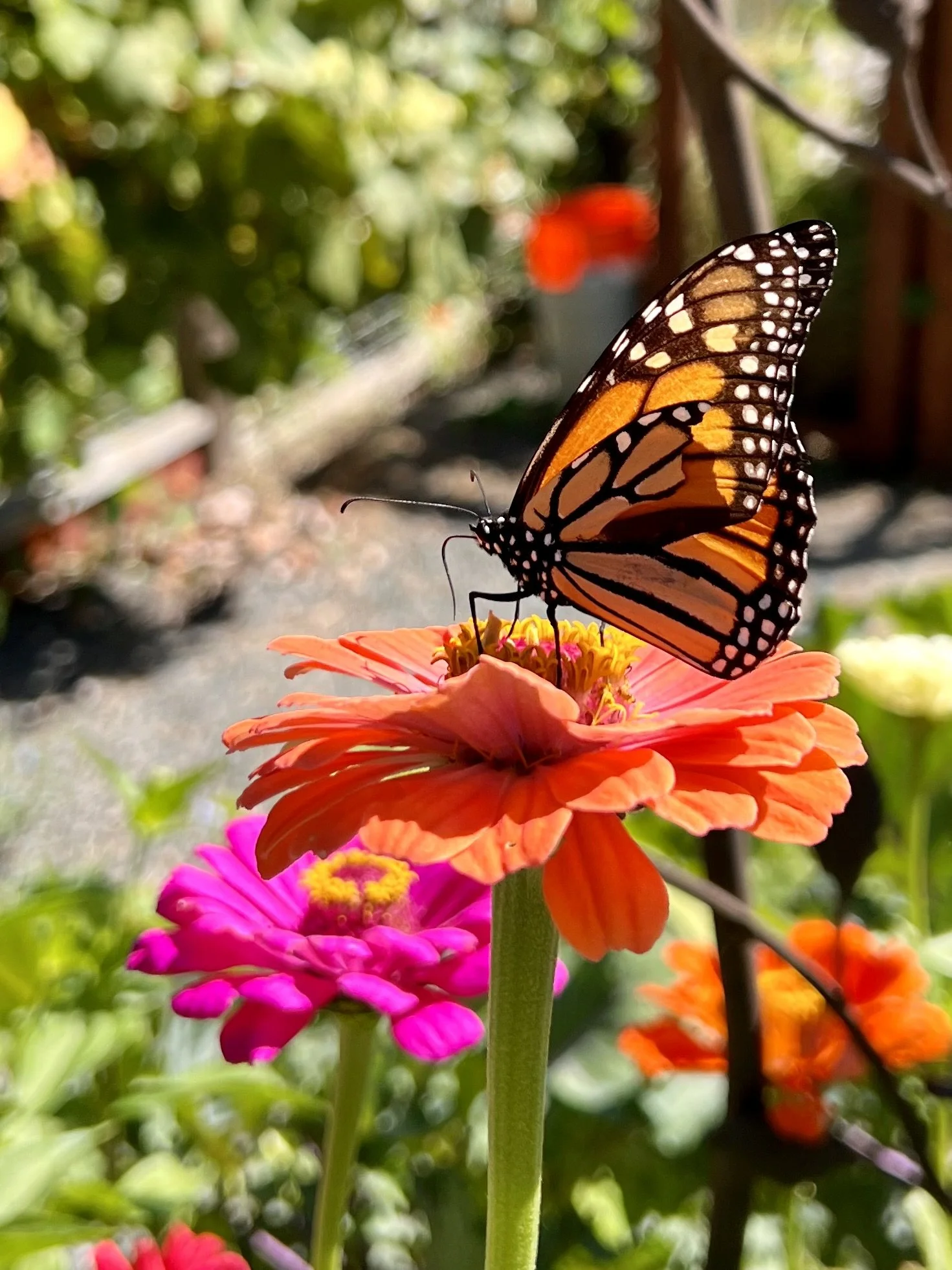 monarch.jpg