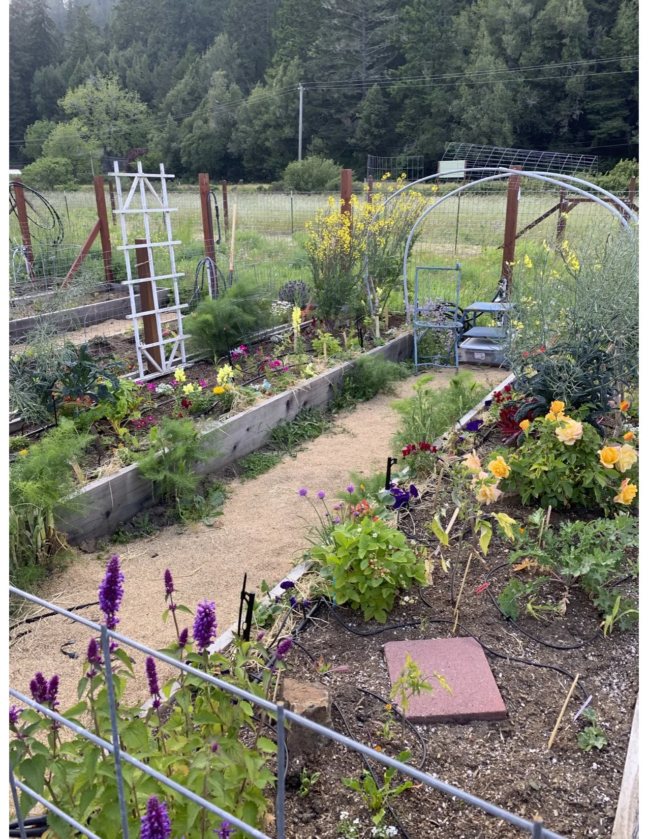 Garden pic 4.jpg