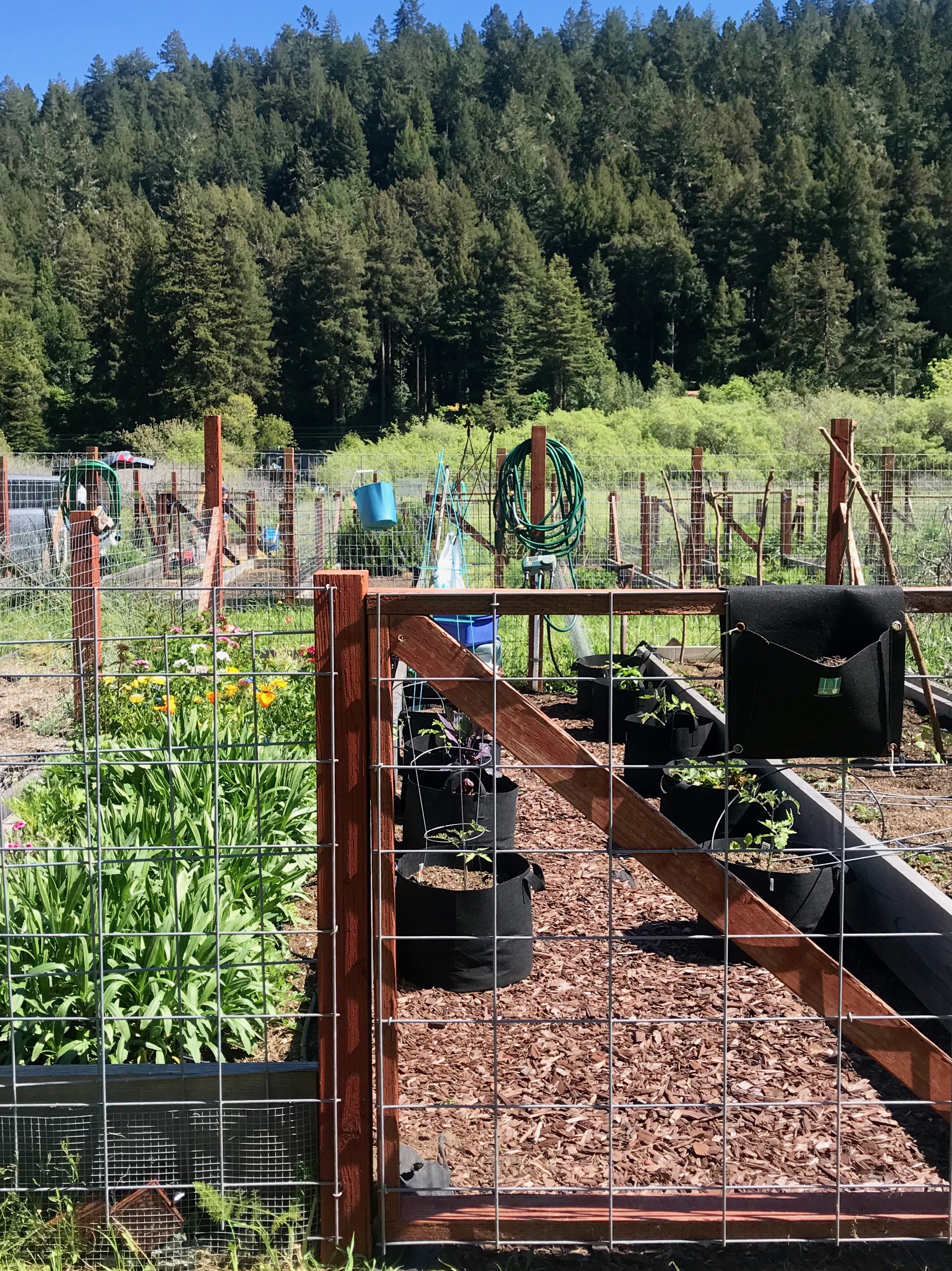 garden plot.jpeg