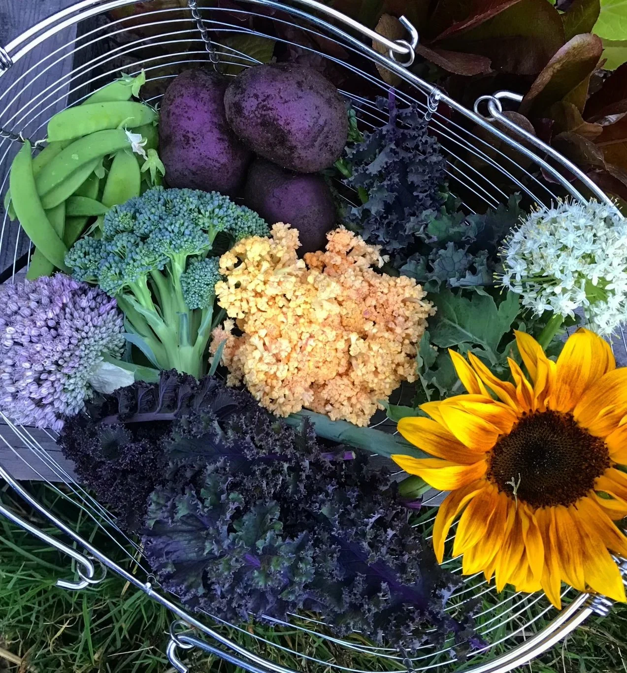 Harvest basket pup broc.jpg