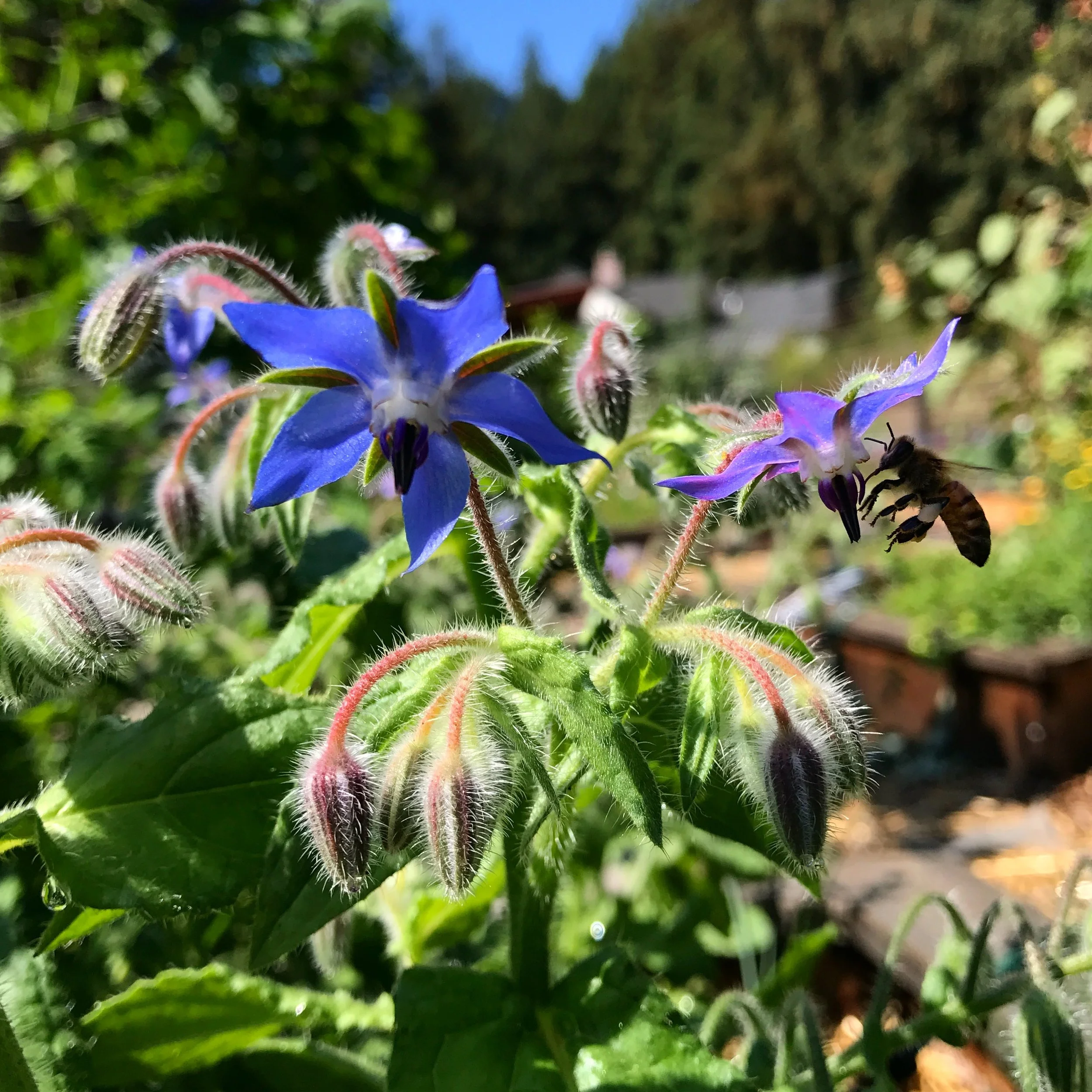 borage.jpeg