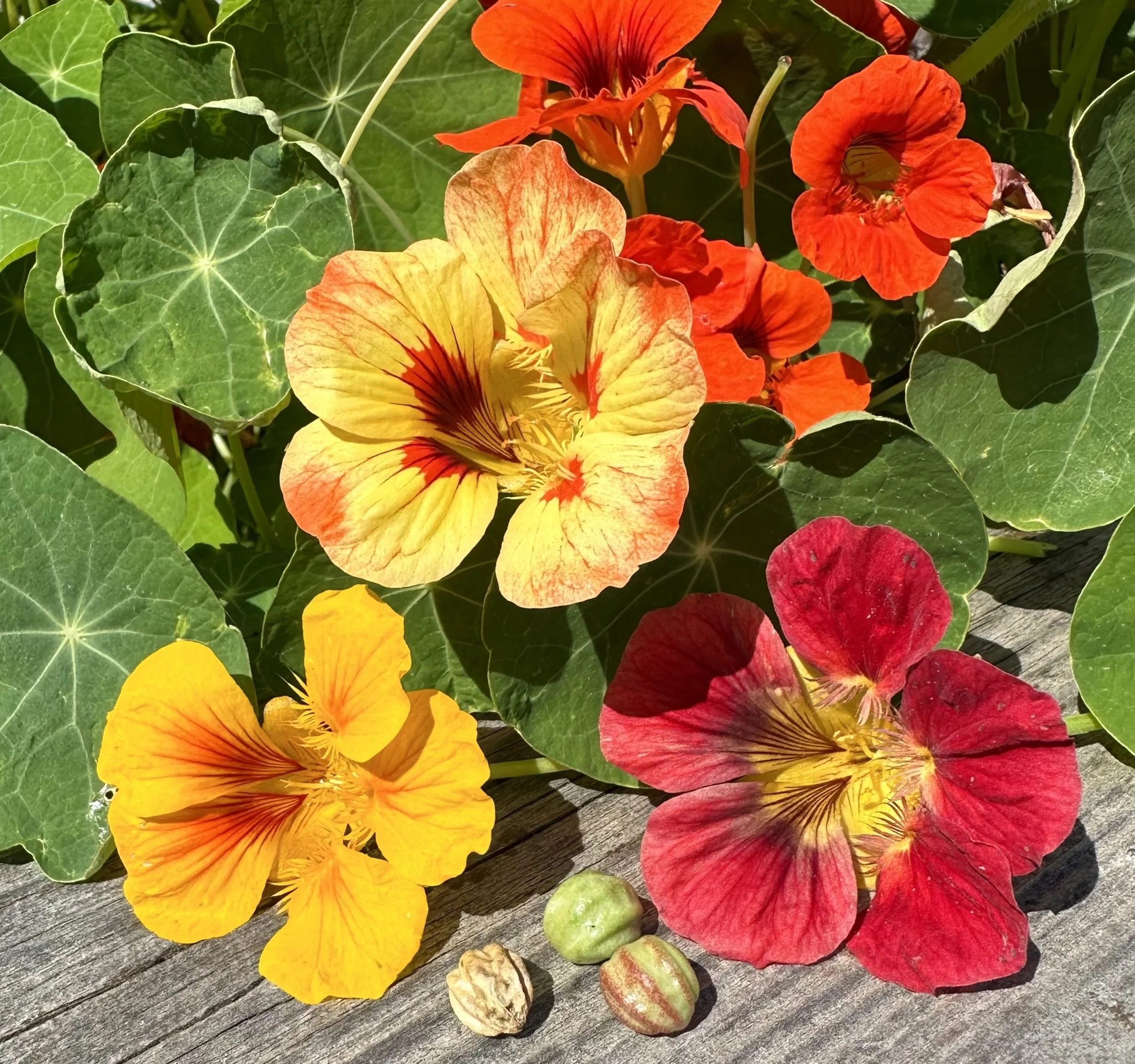 nasturtium.jpg