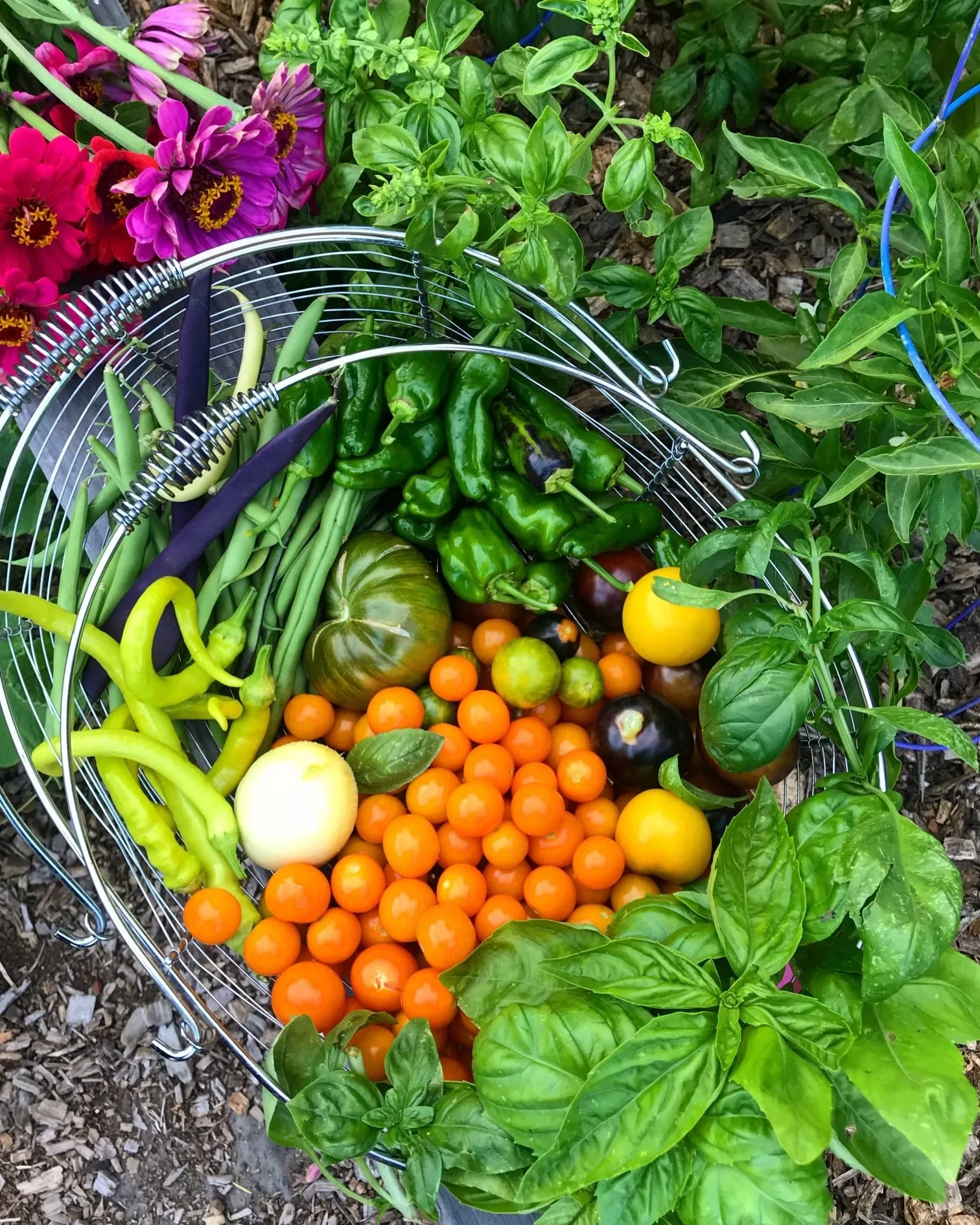 harvest basket basic.jpg