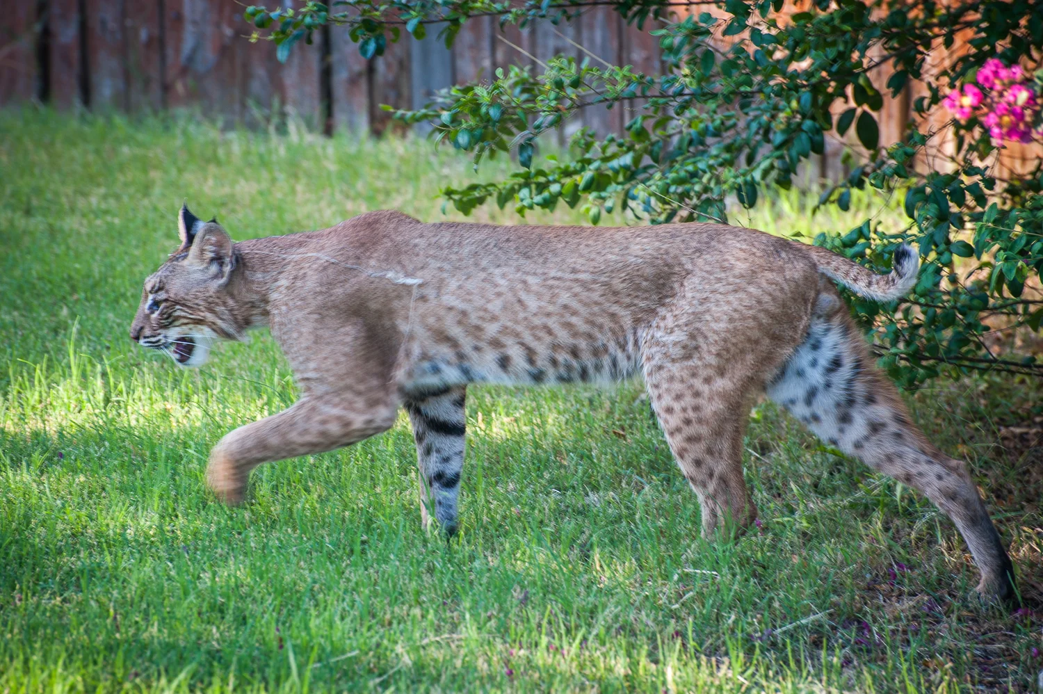Urban Bobcats Karin Saucedo Photography Urban Bobcats Karin Saucedo Photography