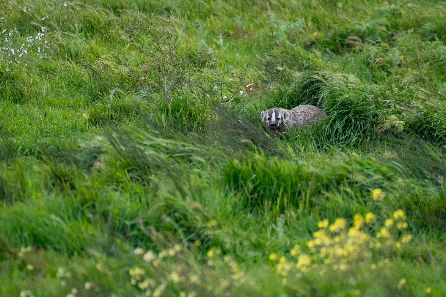 American Badger, Point Reyes National Seashore