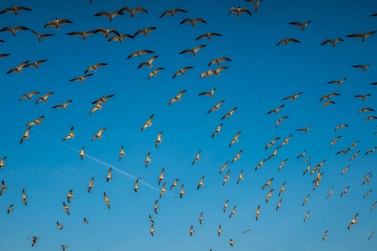 Black Skimmers, Amelia Island, Florida