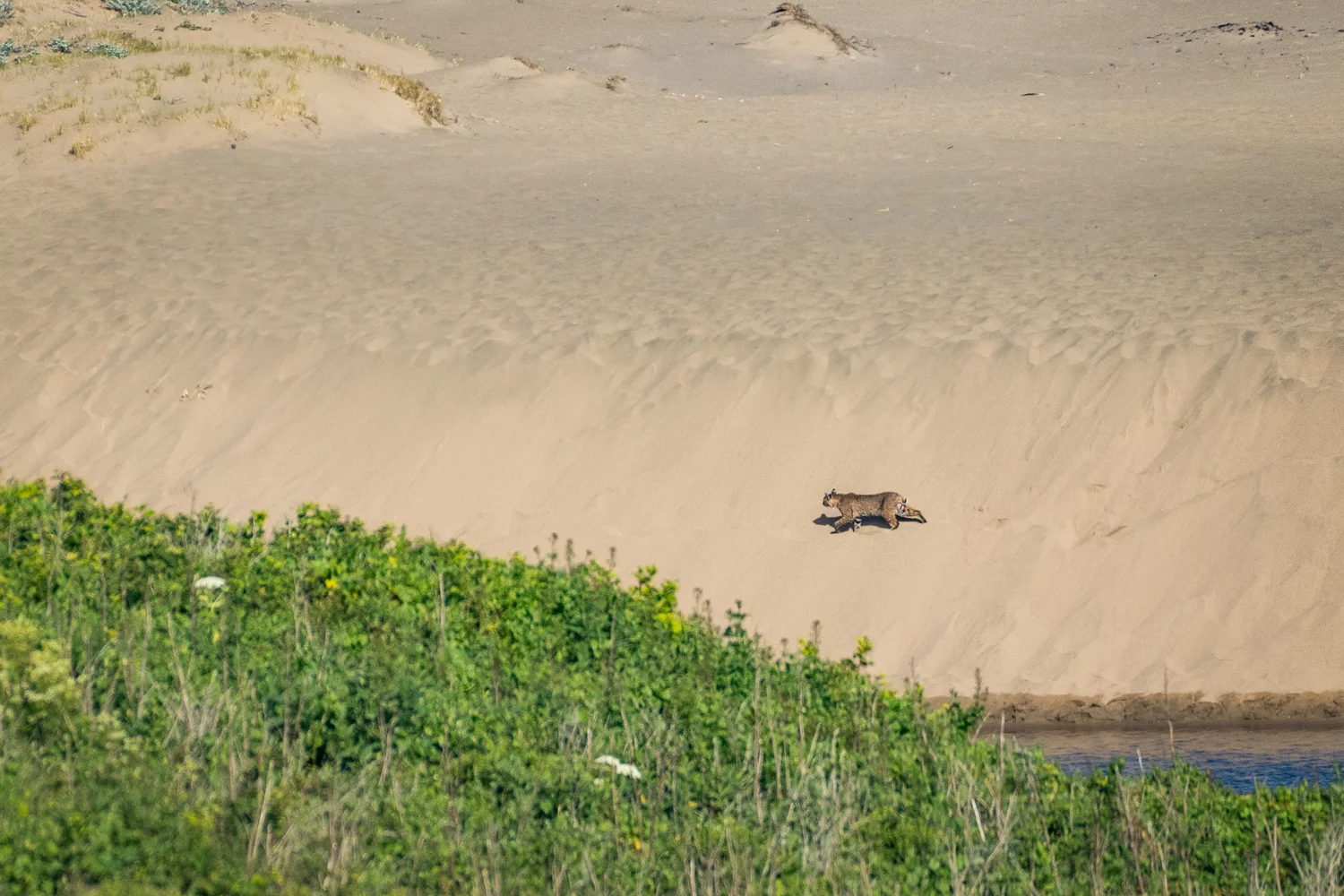 Bobcat, Point Reyes National Seashore
