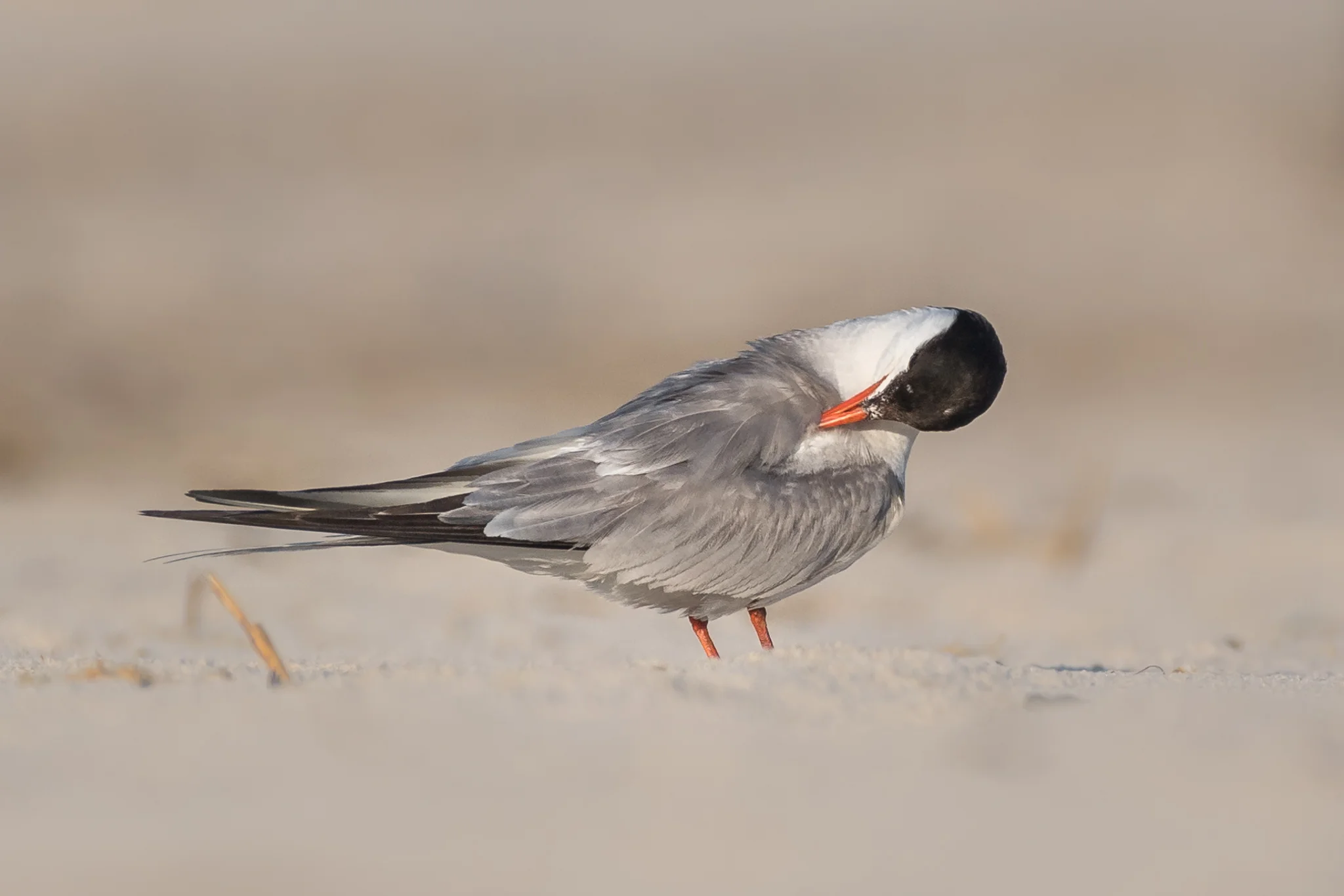 Common Tern, Nickerson Beach, New York