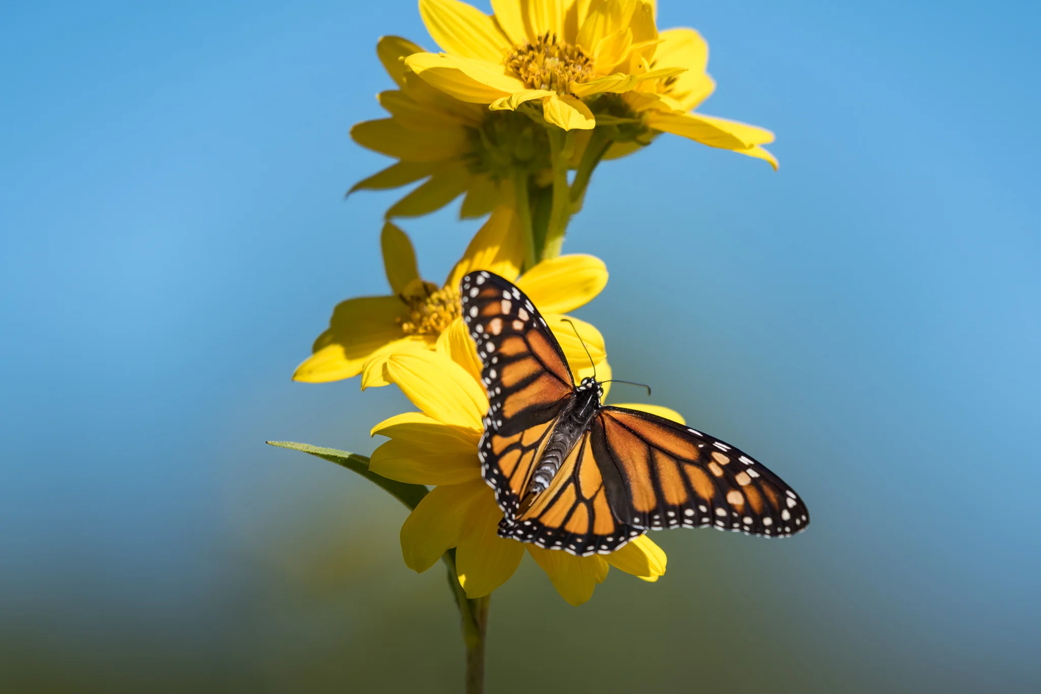 Monarch Butterfly on a Maximillian Sunflower, Connemara Meadow Nature Preserve, Allen, Texas