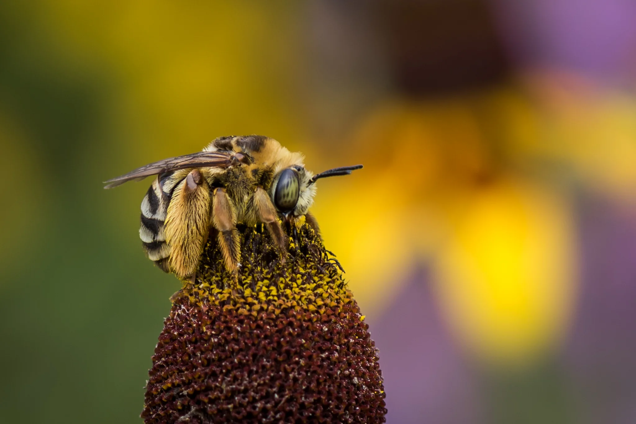 Long-Horned Bee, Connemara Meadow Nature Preserve, Allen, Texas
