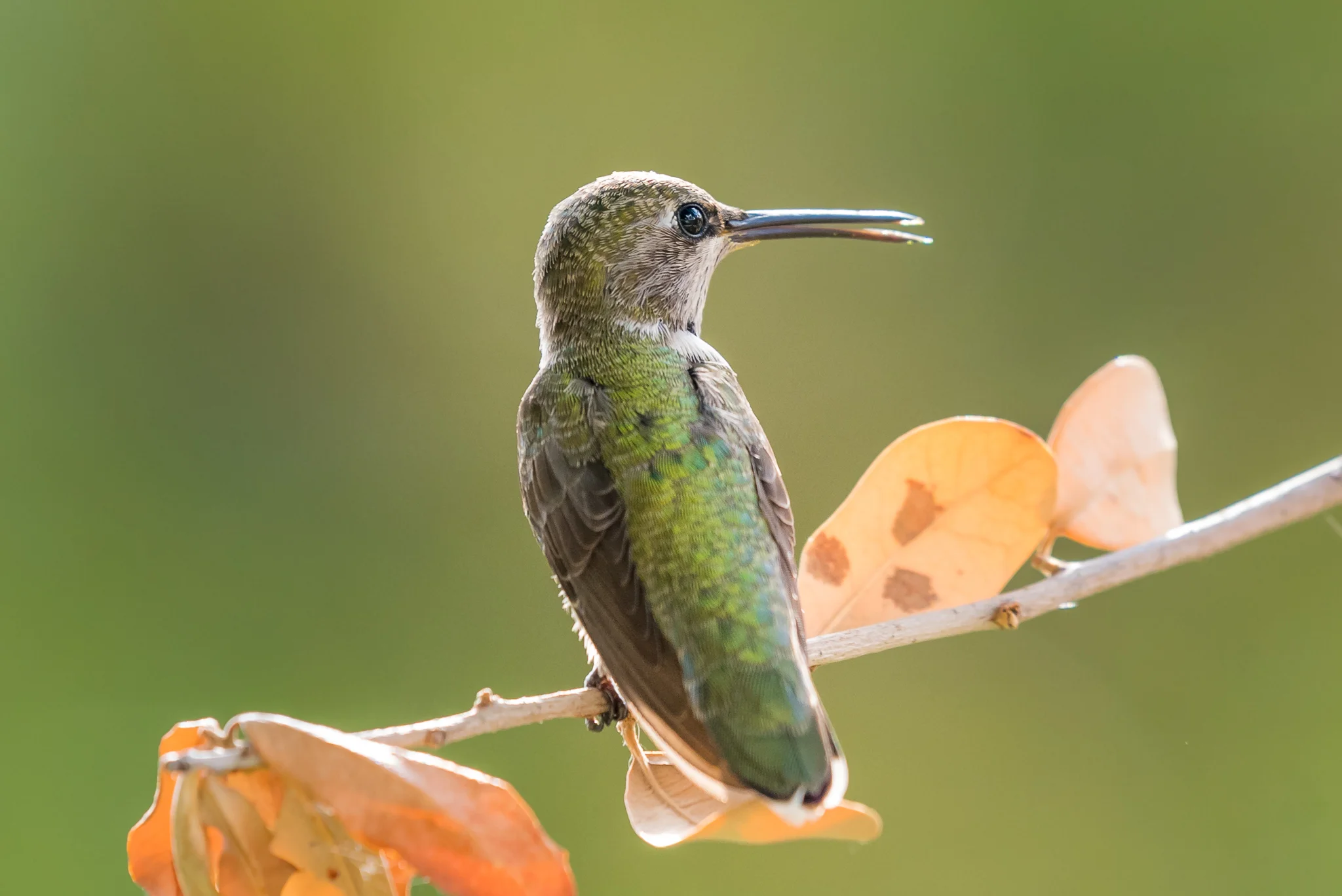 Black-Chinned Hummingbird, Allen, Texas