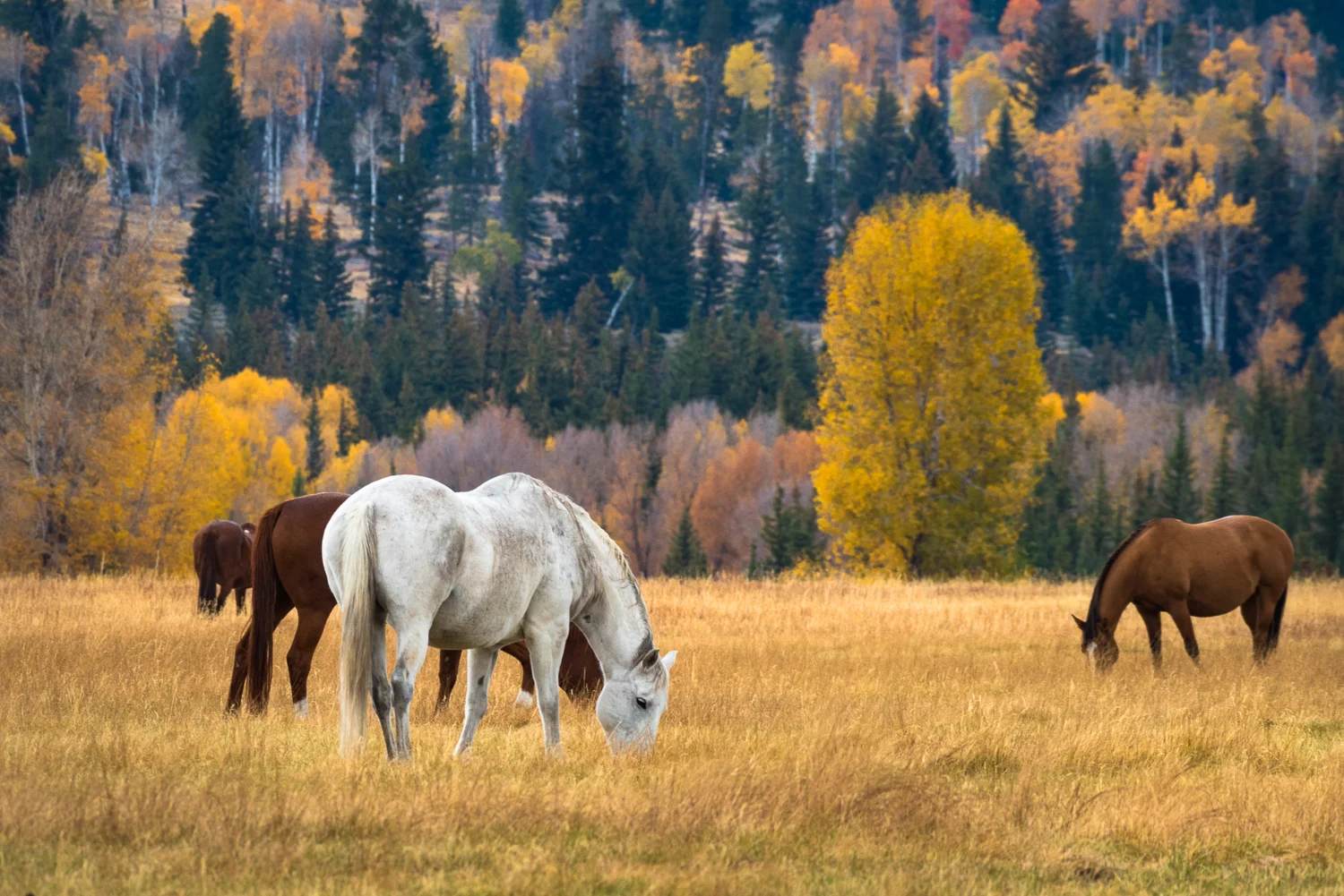 Horses, Grand Teton National Park