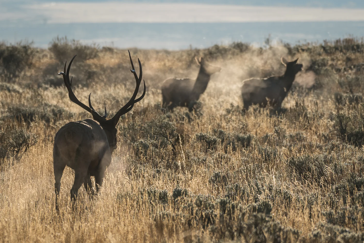 Elk, Grand Teton National Park