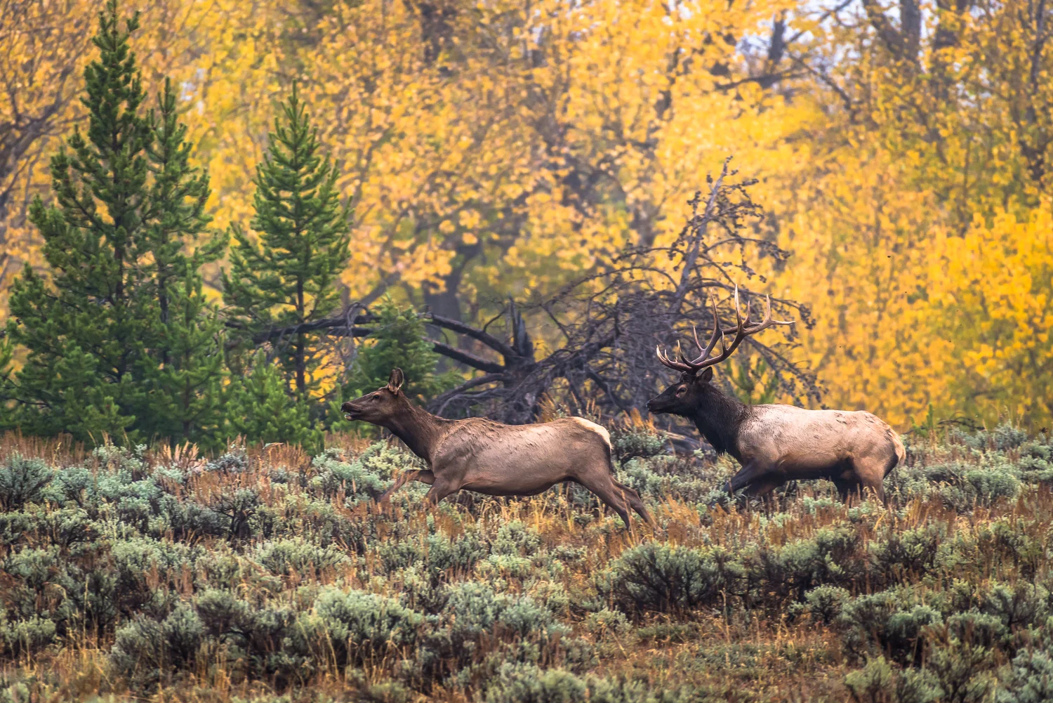 Elk, Grand Teton National Park