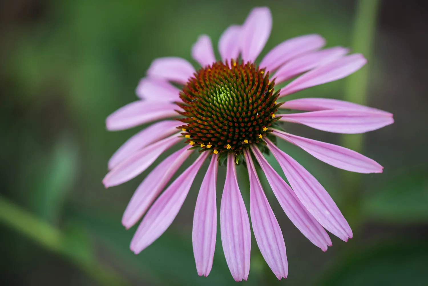 Purple Conflower, Connemara Meadow Nature Preserve, Allen, Texas