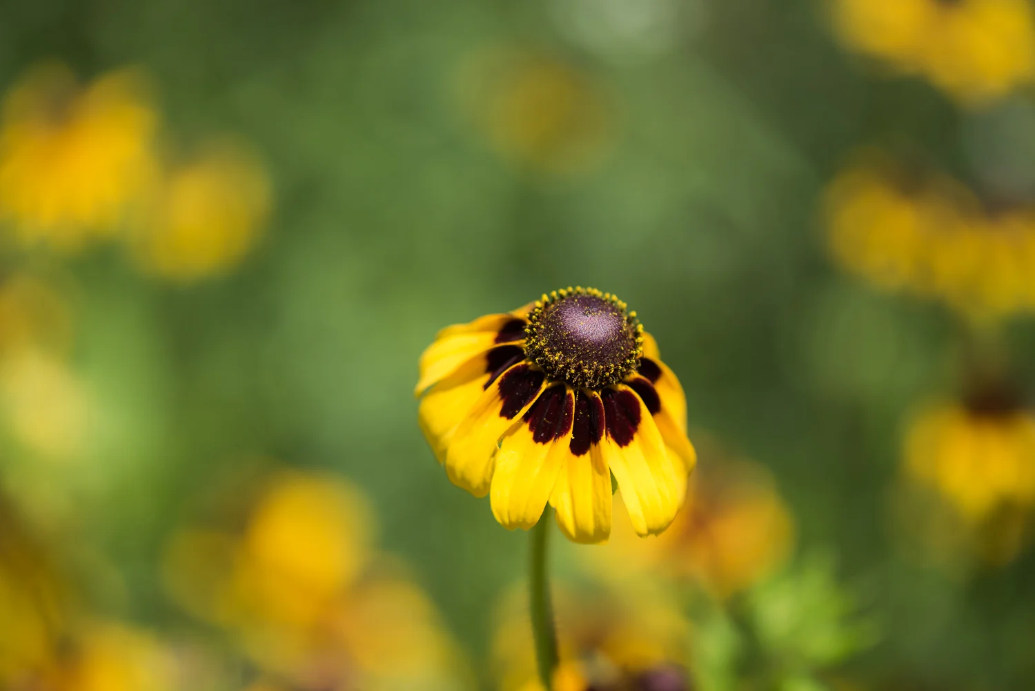 Brown-Eyed Susan, Connemara Meadow Nature Preserve, Allen, Texas