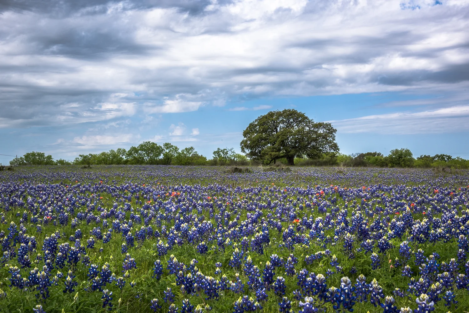 Bluebonnets, Llano, Texas