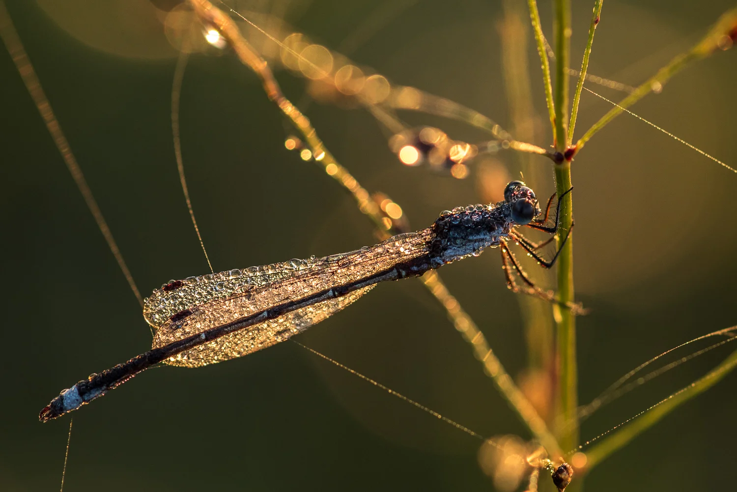 Spreadwings, Connemara Meadow Nature Preserve, Allen, Texas