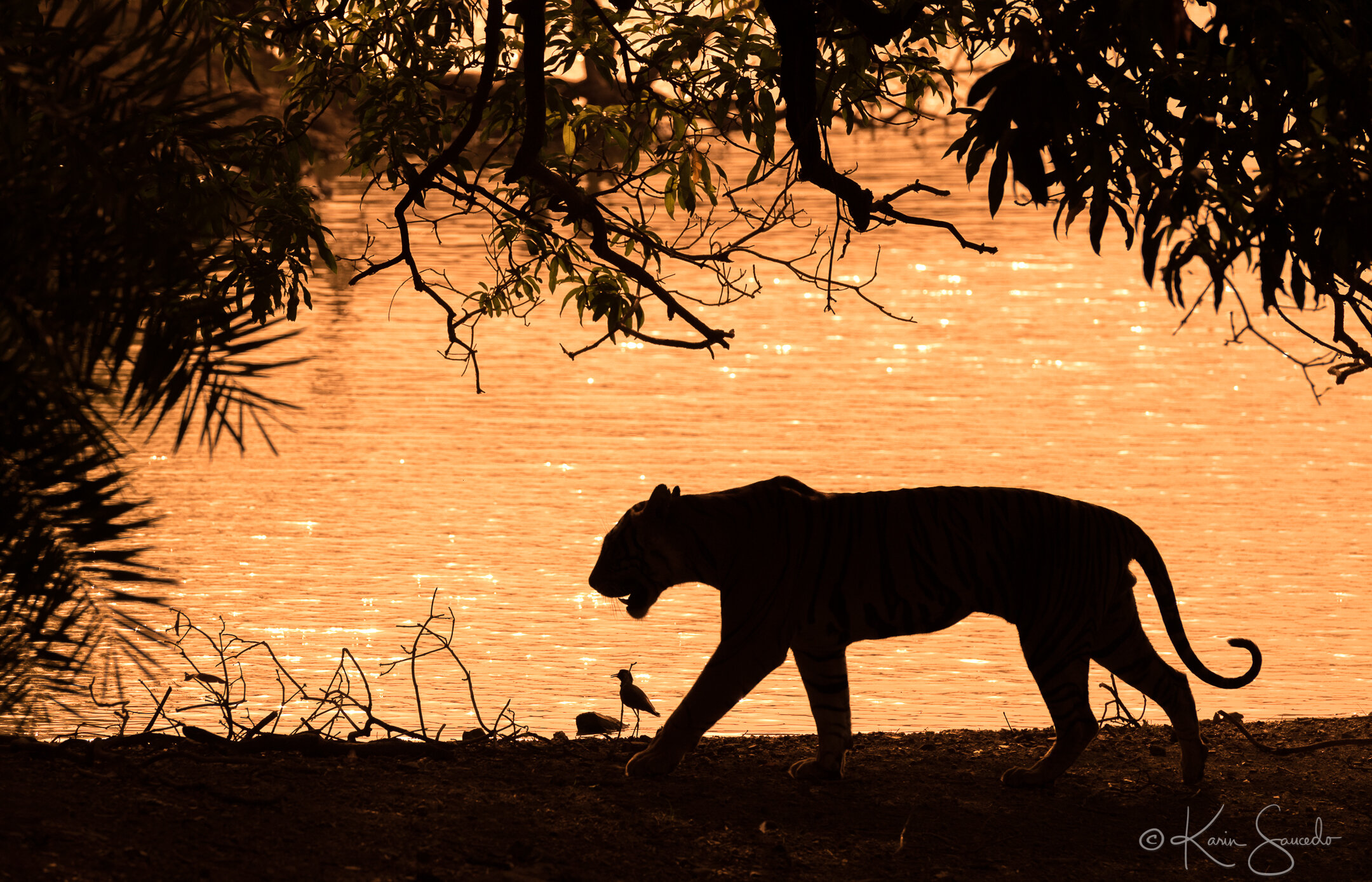 20170521_ranthambore_0095.jpg