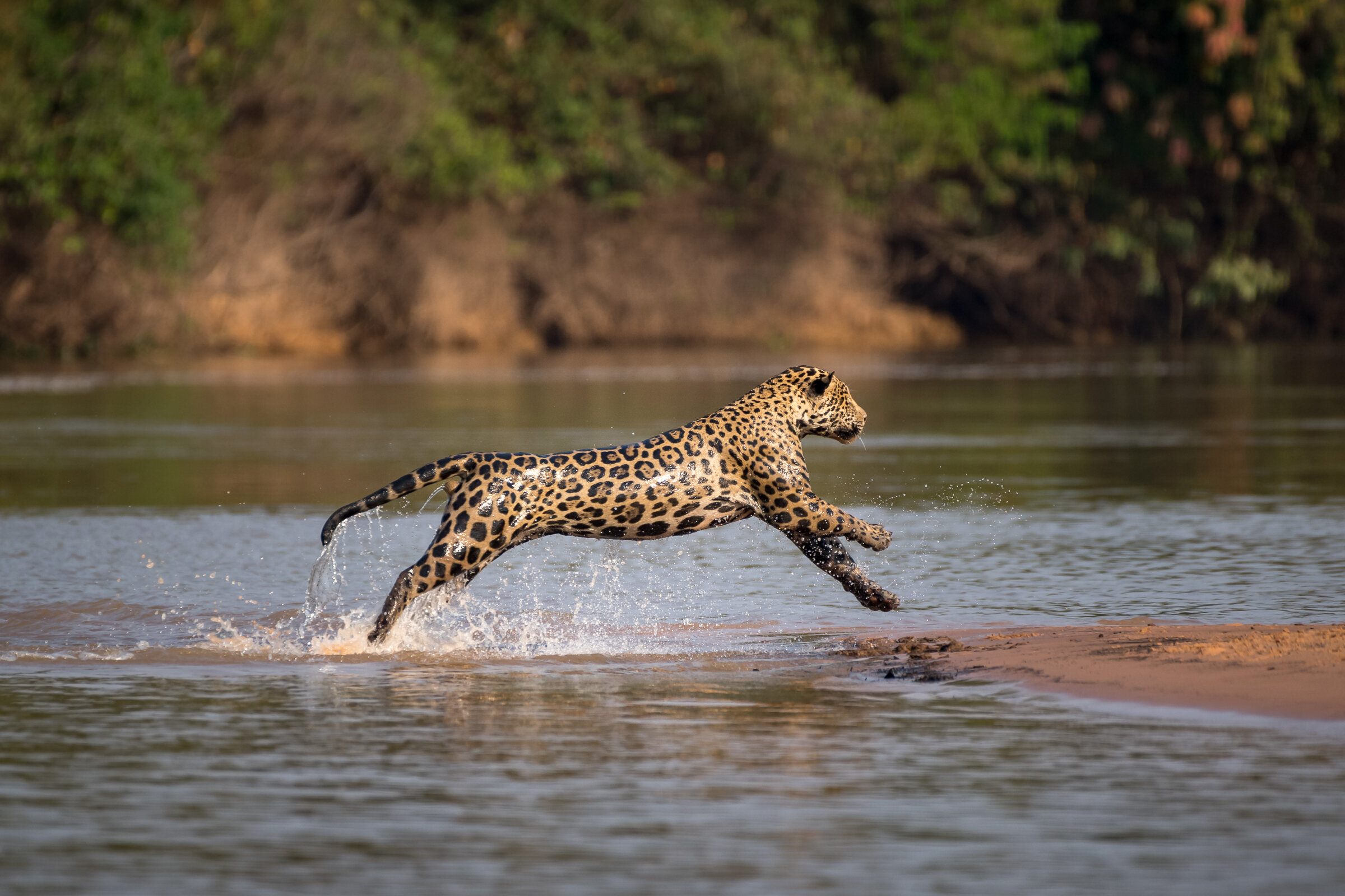 20180912_pantanal_0556.jpg