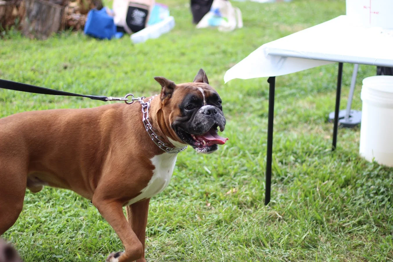 A dog from a healthcare popup