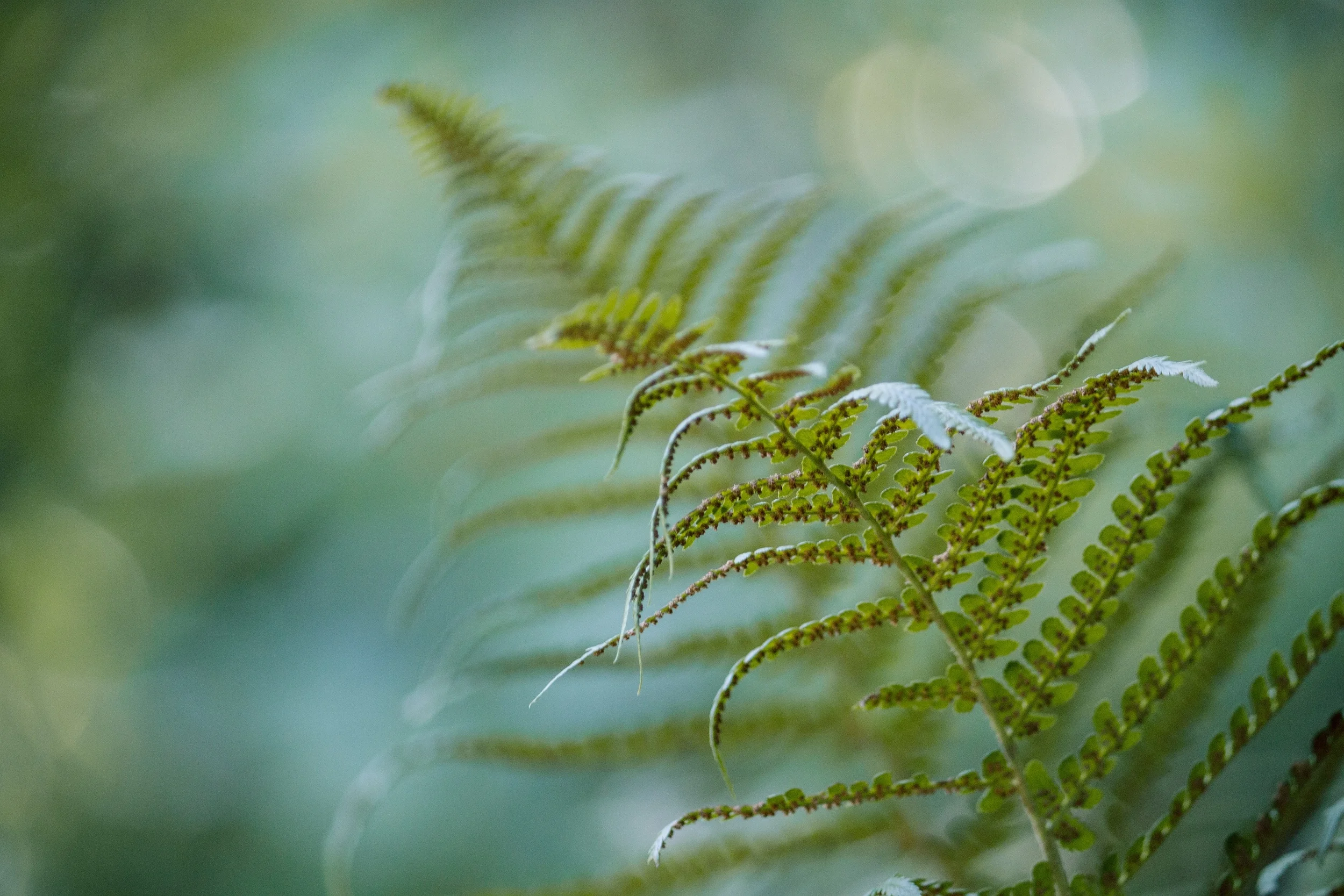 fern-716393.jpg