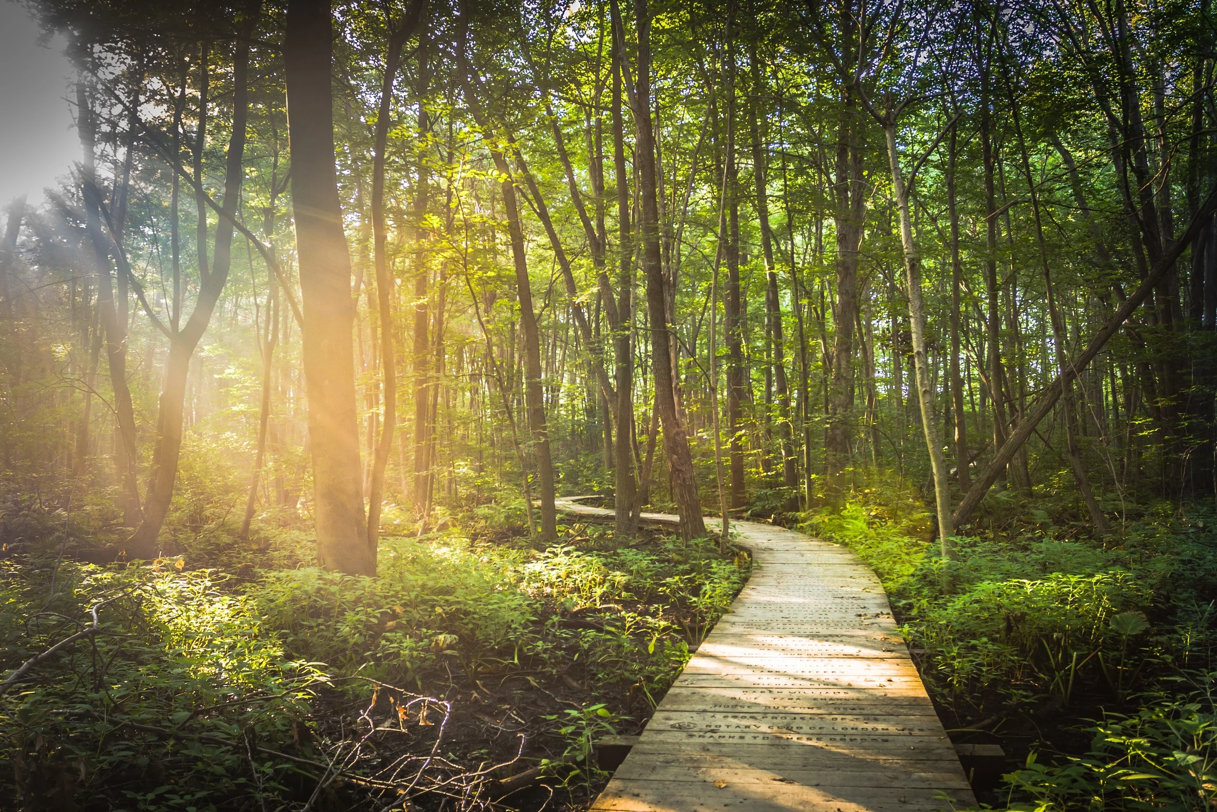 boardwalk-801723.jpg