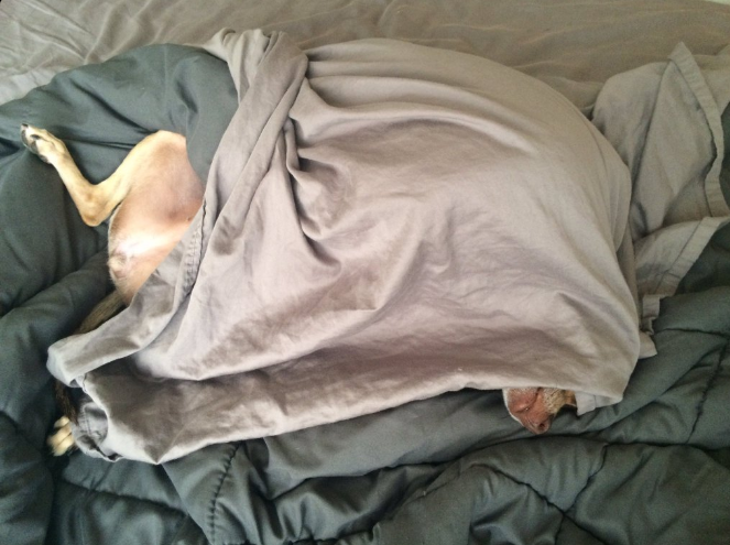 pistachio+bed.png