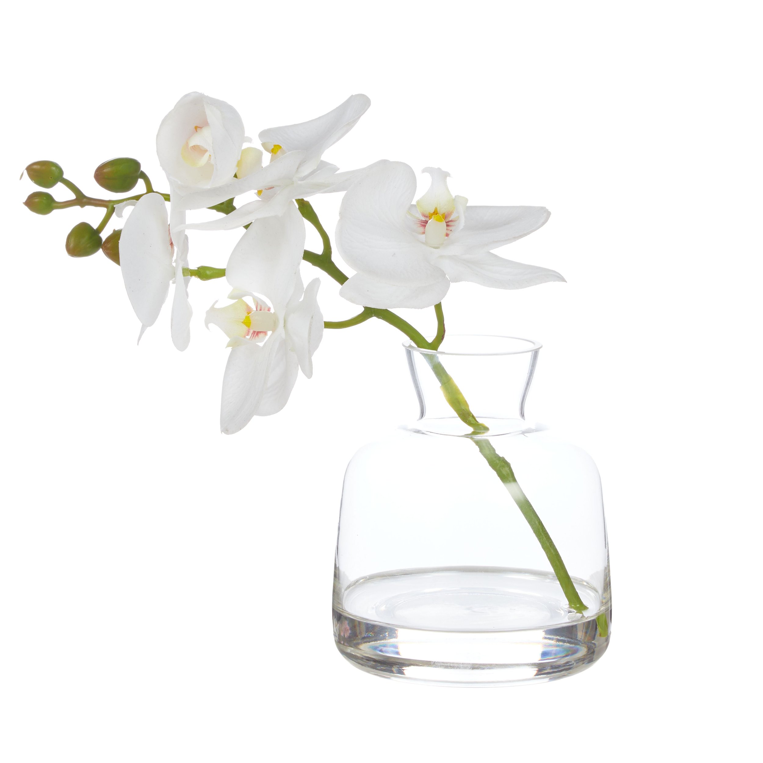 Orchid Stem in Vase