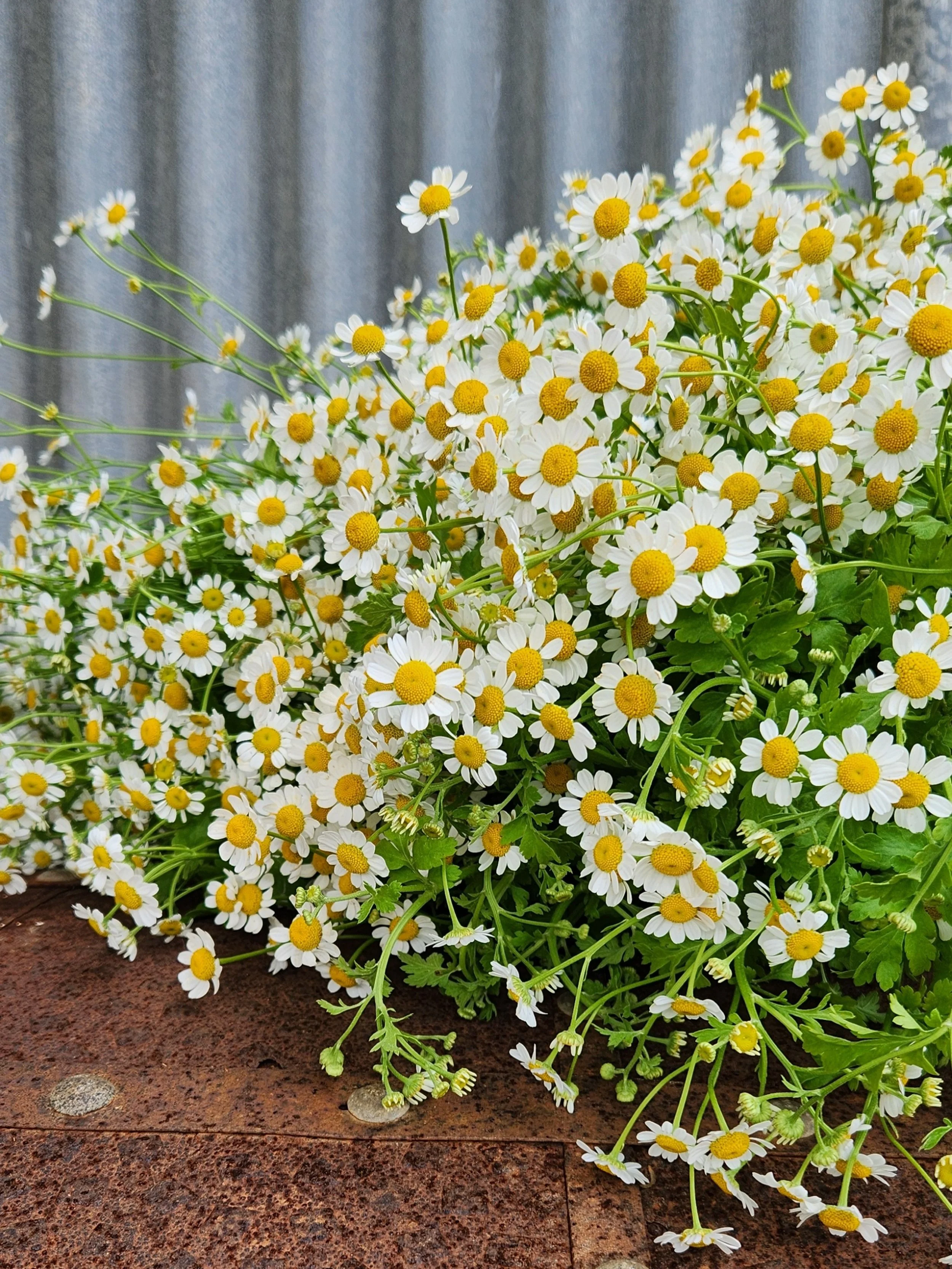 chamomile.jpg