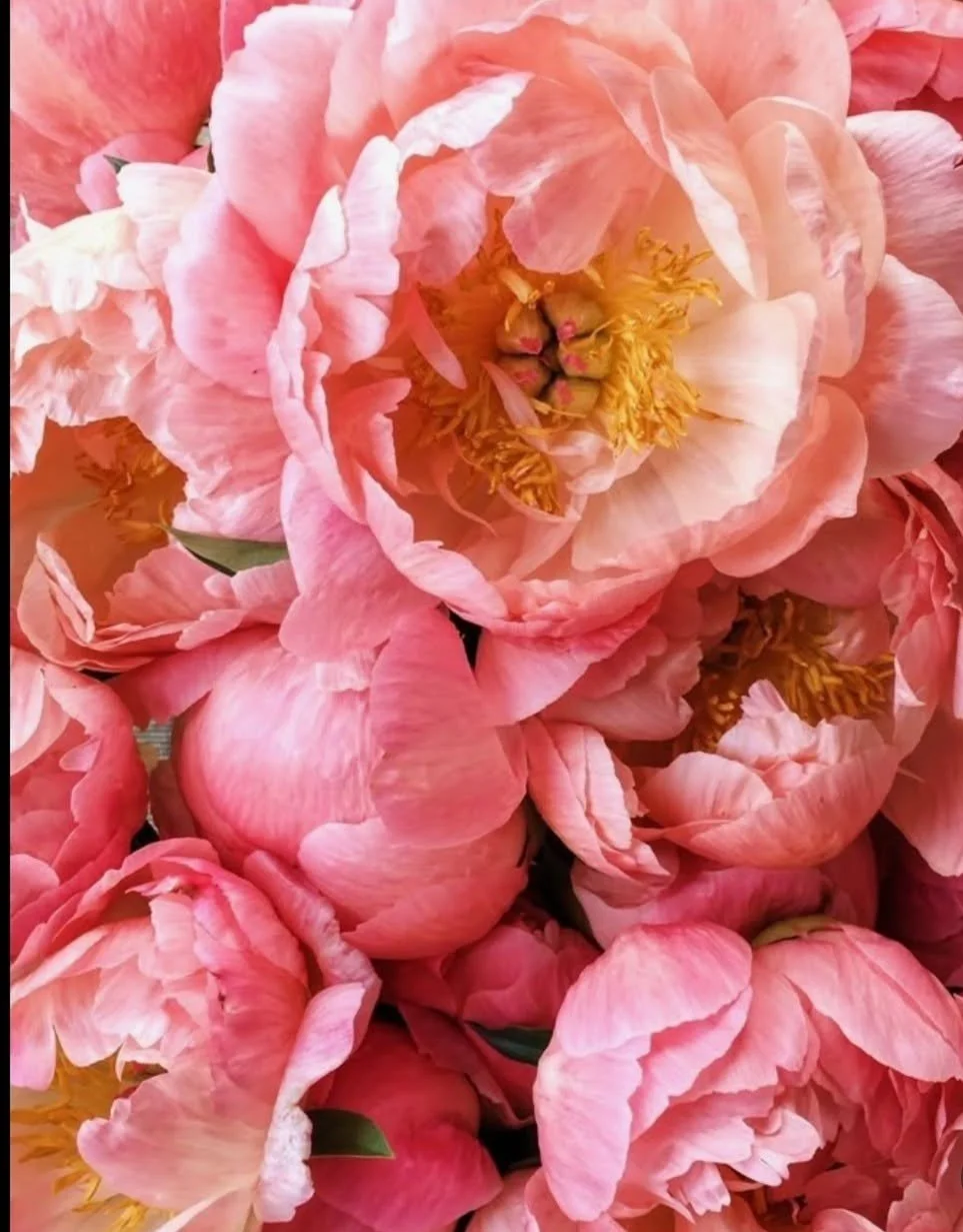 peony.jpg