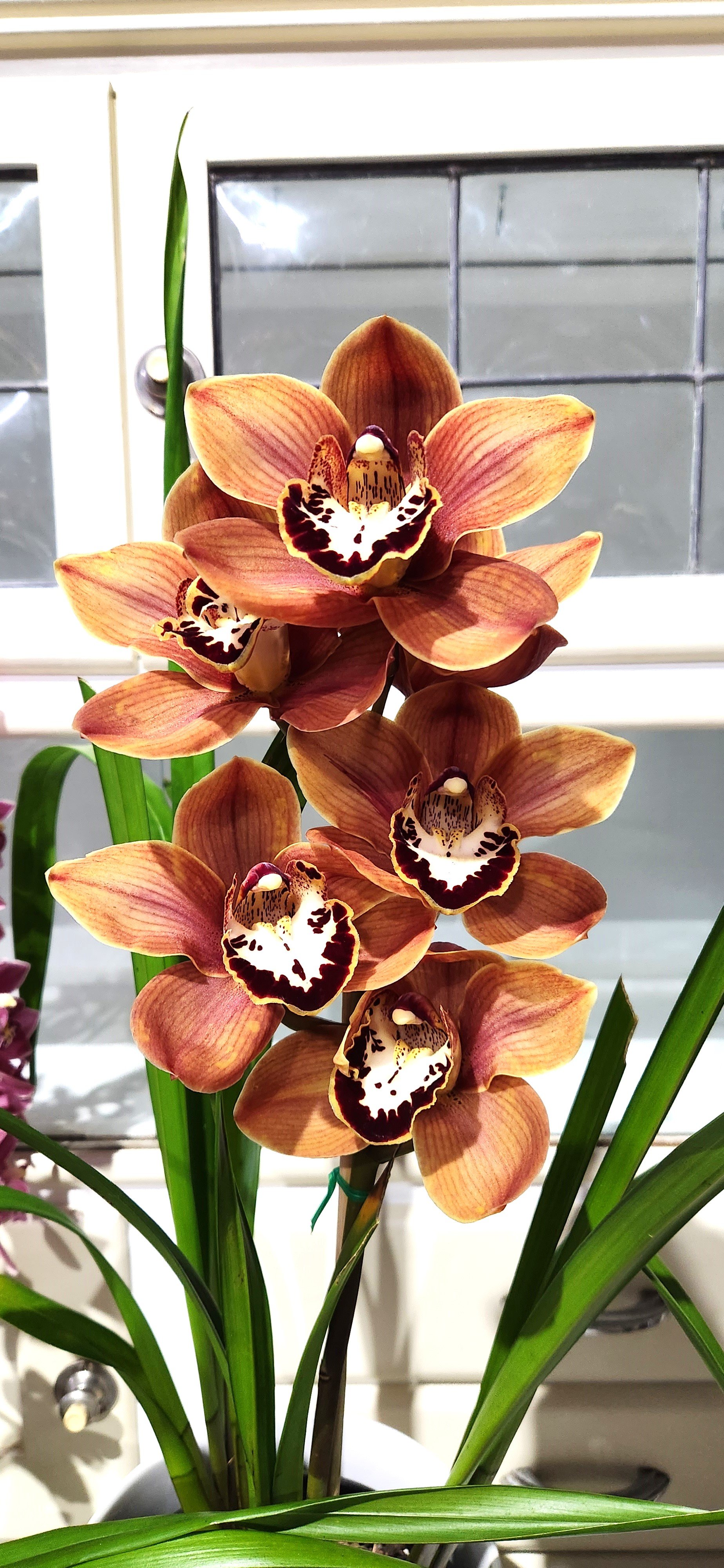 cym orchid.jpg