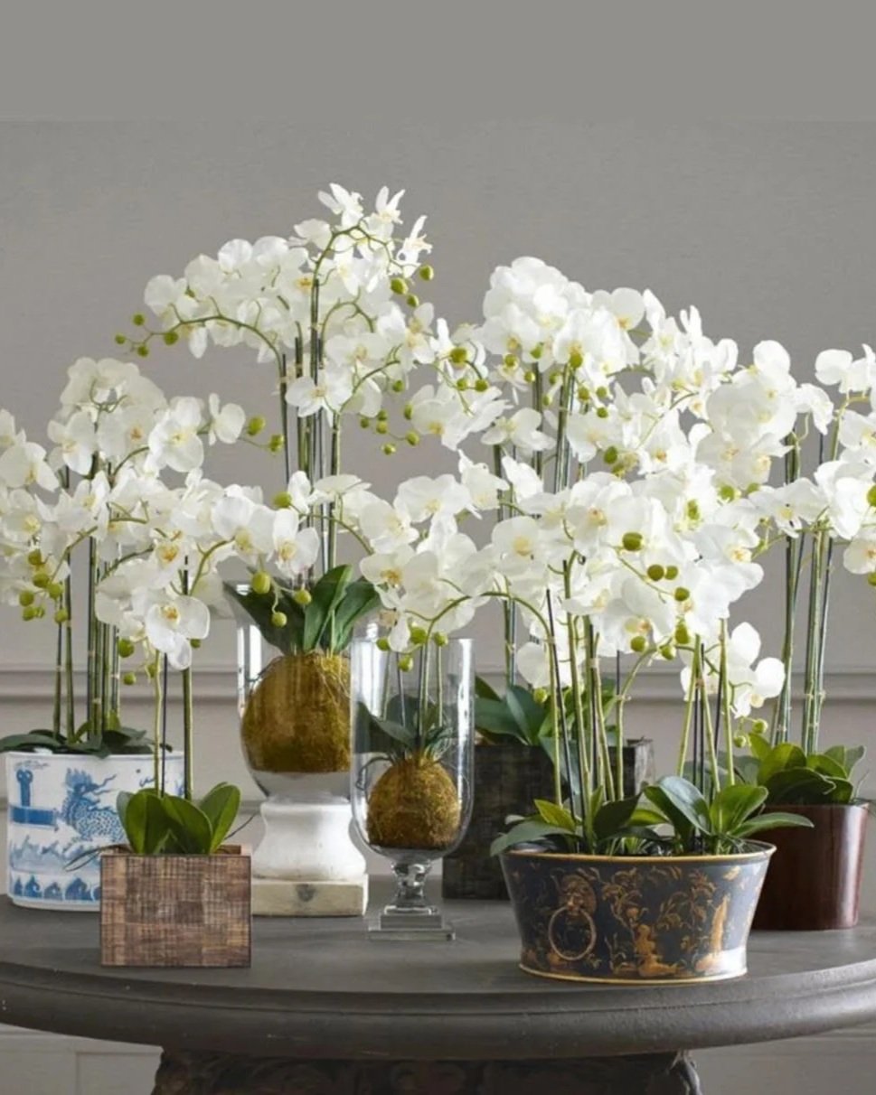 orchids.jpg