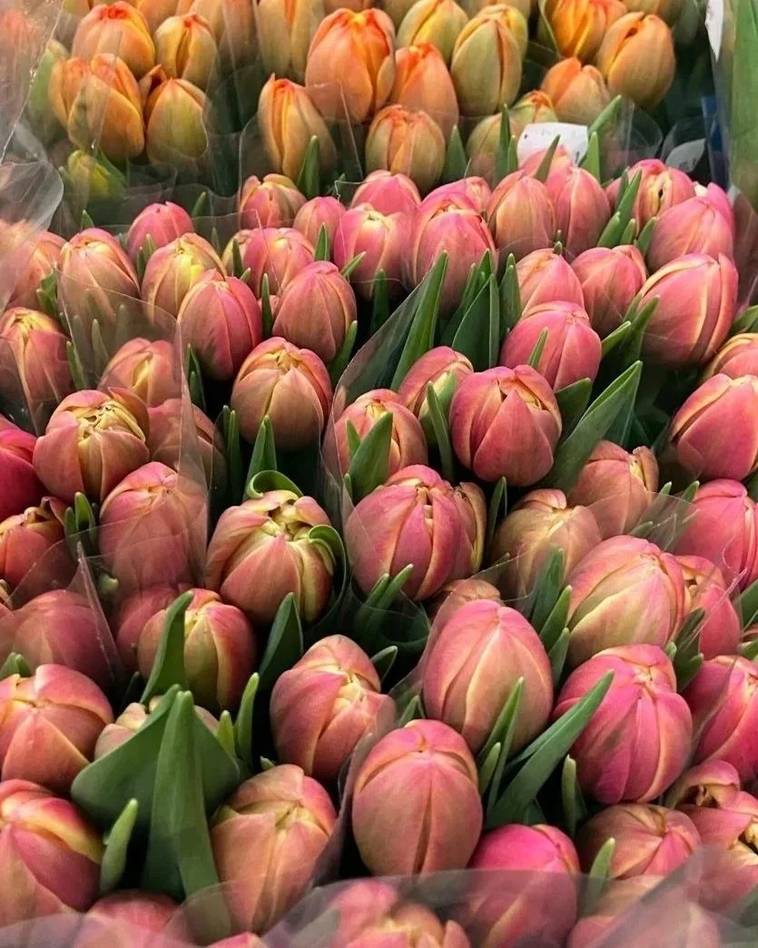 tulips.jpg