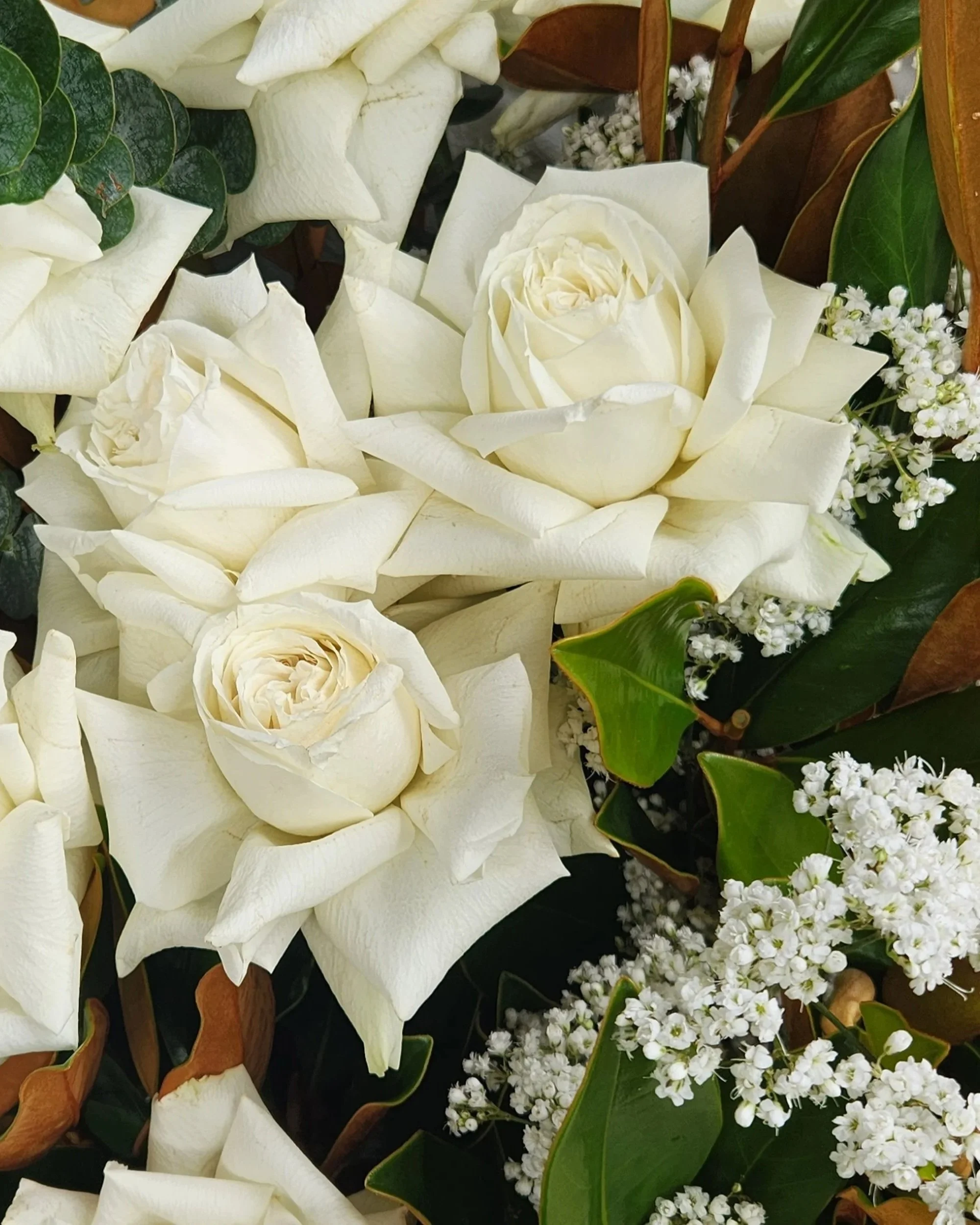 white%2Brose%2B.jpg