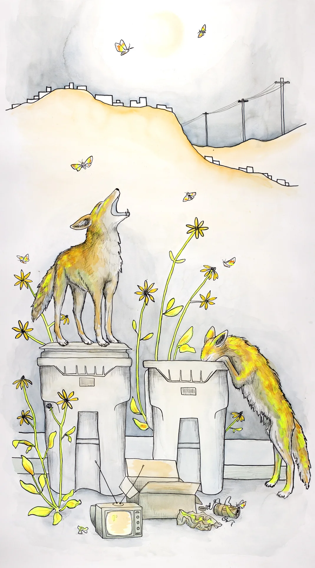 coyotes.jpg