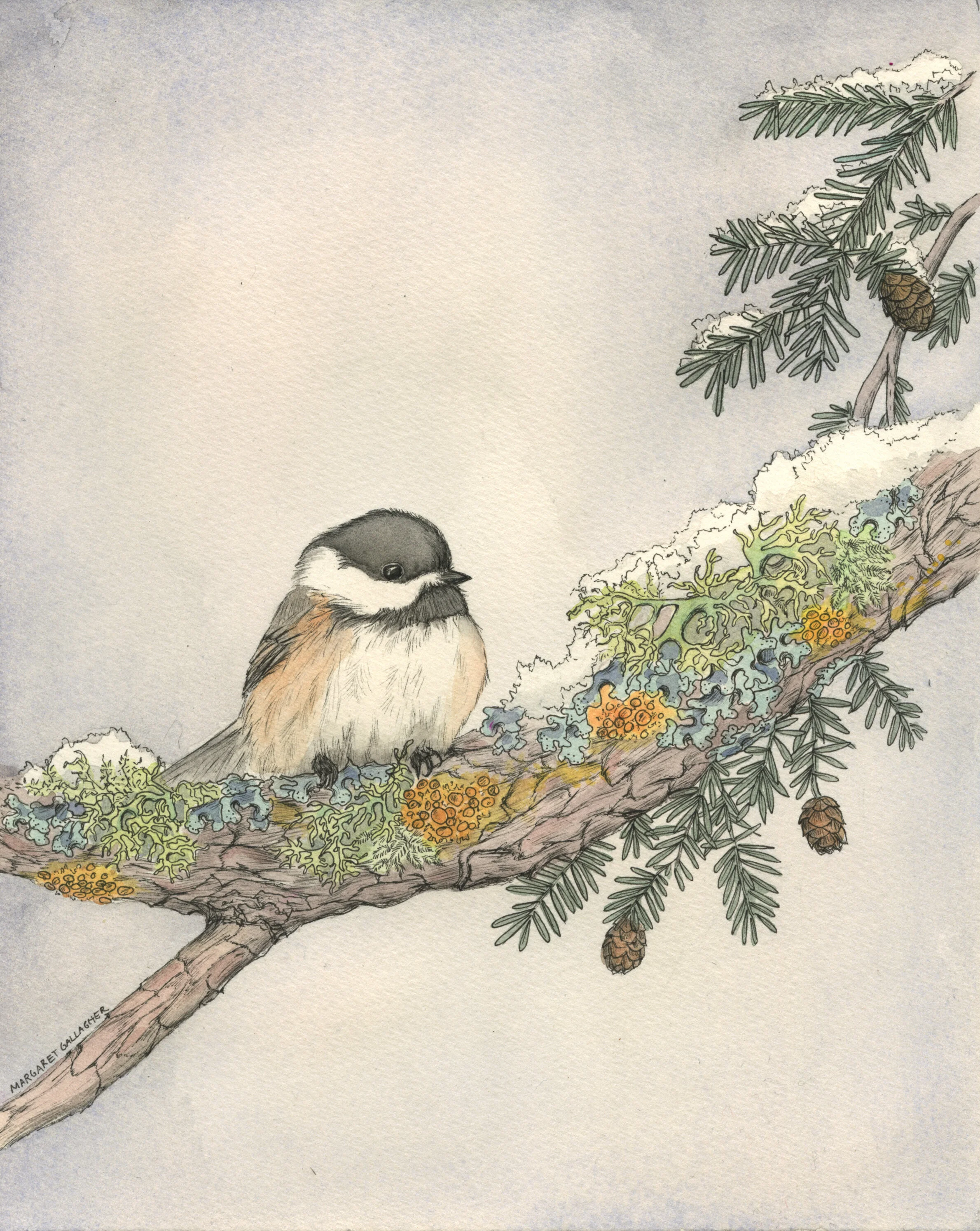 2018_black-capped_chickadee_300.jpg